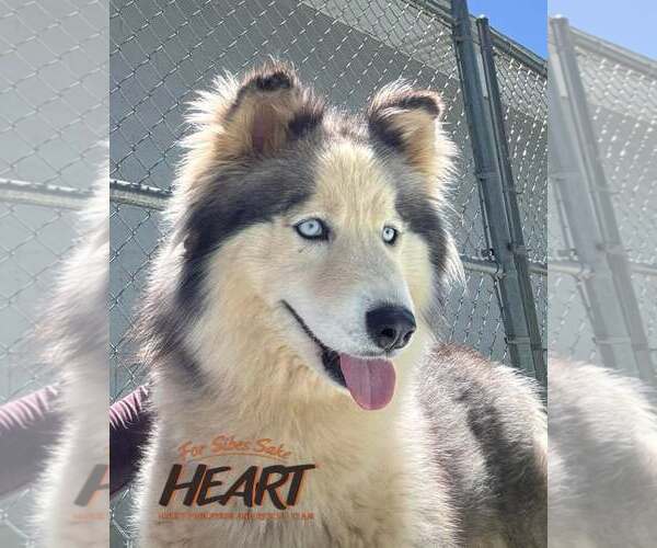 Medium Photo #1 Siberian Husky Puppy For Sale in Severn, MD, USA