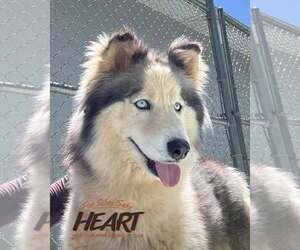 Siberian Husky Dogs for adoption in Severn, MD, USA
