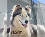 Small Siberian Husky