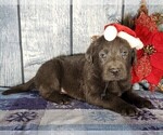 Small Photo #4 Labrador Retriever Puppy For Sale in GRABILL, IN, USA