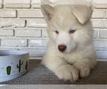Puppy 2 Samoyed-Siberian Husky Mix