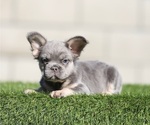 Small French Bulldog