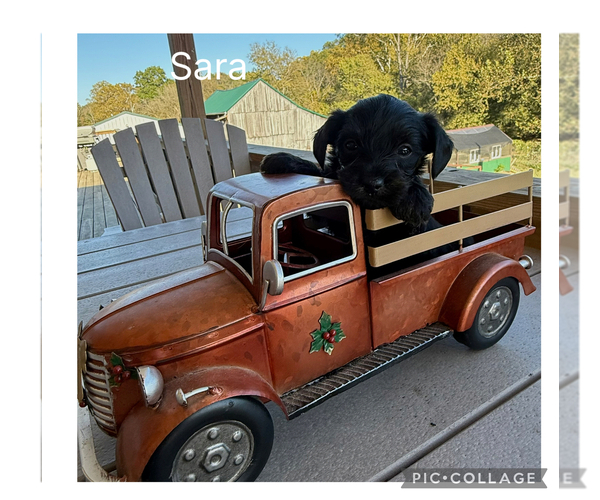 Medium Photo #6 YorkiePoo-Yorkshire Terrier Mix Puppy For Sale in BENNINGTON, IN, USA