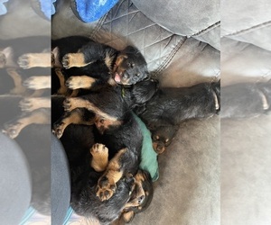 Rottweiler Puppy for sale in EUHARLEE, GA, USA