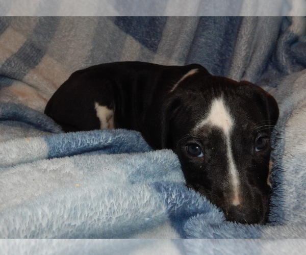 Medium Photo #10 Great Dane Puppy For Sale in SPRAGGS, PA, USA