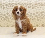 Small #3 Cavapoo