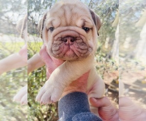 English Bulldog Puppy for sale in JOSHUA, TX, USA