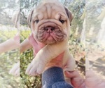 Small Photo #1 English Bulldog Puppy For Sale in JOSHUA, TX, USA