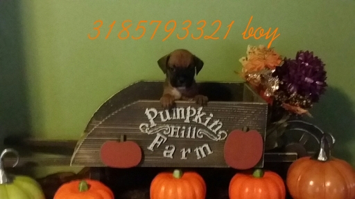 Medium Photo #1 Boxer Puppy For Sale in PALMETTO, FL, USA