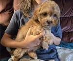 Puppy Snoozer ShihPoo