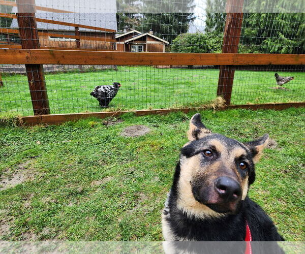 Medium Photo #31 German Shepherd Dog Puppy For Sale in Seattle, WA, USA