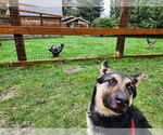 Small #30 German Shepherd Dog