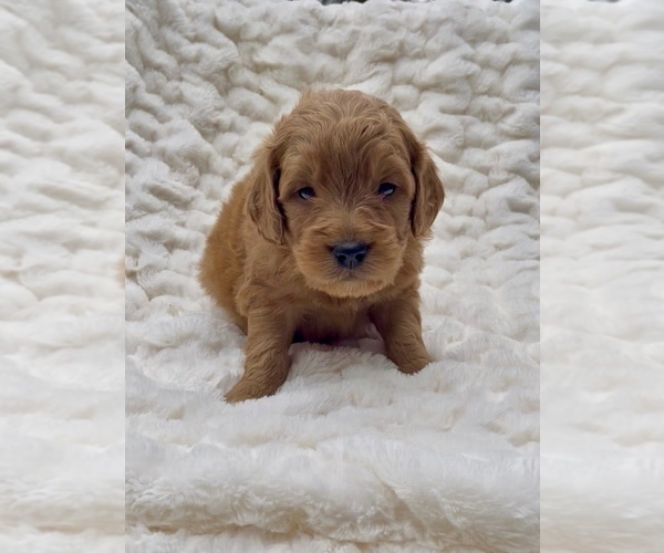 Medium Photo #3 Goldendoodle (Miniature) Puppy For Sale in RANDOLPH, WI, USA