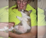 Small Photo #4 Pembroke Welsh Corgi Puppy For Sale in ELLENSBURG, WA, USA