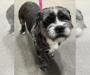 Shih Tzu Dogs for adoption in Forestville, MD, USA