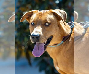 Labrador Retriever-Unknown Mix Dogs for adoption in San Diego, CA, USA