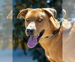 Small #4 Labrador Retriever Mix