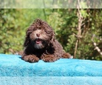Small #3 ShihPoo