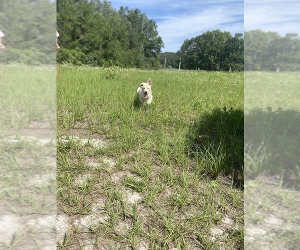 Medium Photo #16 German Shepherd Dog Puppy For Sale in ALACHUA, FL, USA
