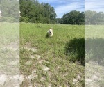 Small #15 German Shepherd Dog