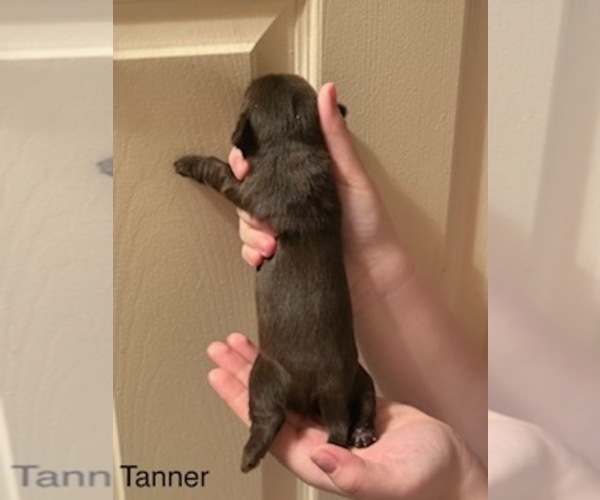 Medium Photo #4 Shorkie Tzu Puppy For Sale in SCOTTSDALE, AZ, USA