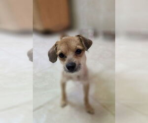 Mutt Dogs for adoption in Osgood, IN, USA