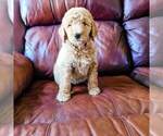 Small Photo #5 Poodle (Standard) Puppy For Sale in WAGENER, SC, USA