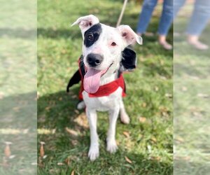 Dalmatian-Unknown Mix Dogs for adoption in Greenbelt, MD, USA