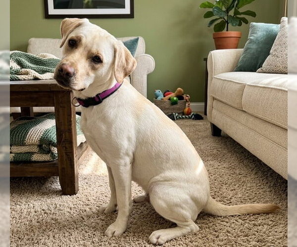 Medium Photo #2 Beagle-Unknown Mix Puppy For Sale in Genesee, WI, USA