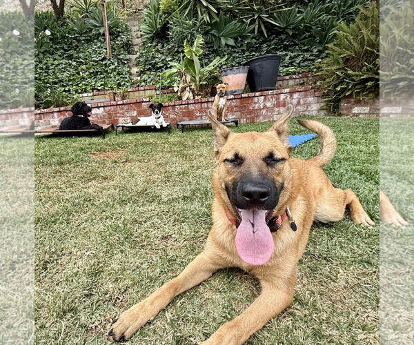 Medium Photo #6 Dutch Shepherd -Unknown Mix Puppy For Sale in San Juan Capistrano, CA, USA