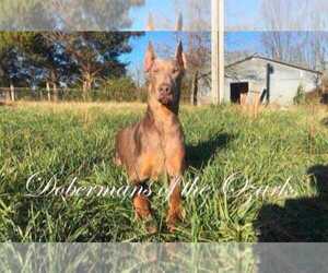 Father of the Doberman Pinscher puppies born on 01/09/2025