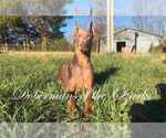 Small Photo #1 Doberman Pinscher Puppy For Sale in OZARK, MO, USA