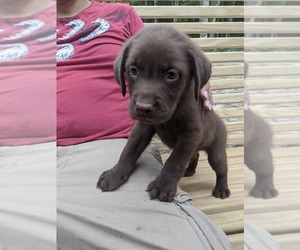 Labrador Retriever Puppy for sale in SPENCER, TN, USA