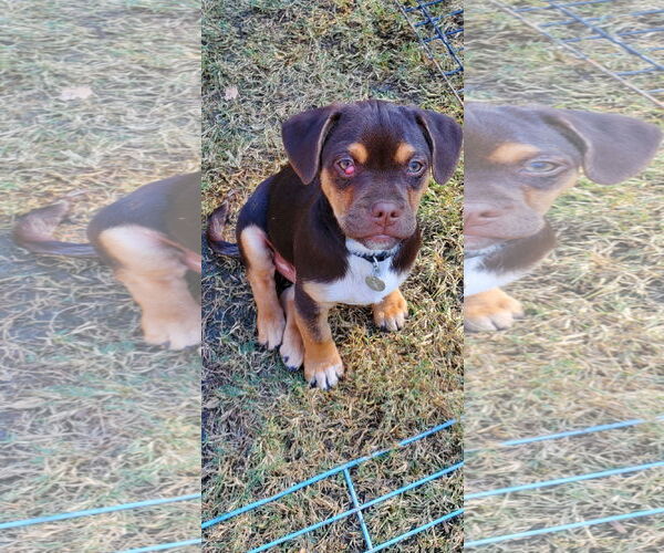 Medium Photo #10 Daug Puppy For Sale in Escondido, CA, USA