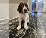 Small Photo #8 German Shorthaired Pointer Puppy For Sale in ROCKLIN, CA, USA