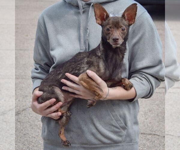 Medium Photo #2 Chiweenie Puppy For Sale in Huntley, IL, USA