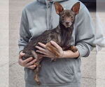 Small #1 Chiweenie