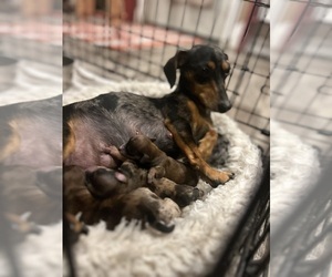 Mother of the Chiweenie puppies born on 11/11/2023