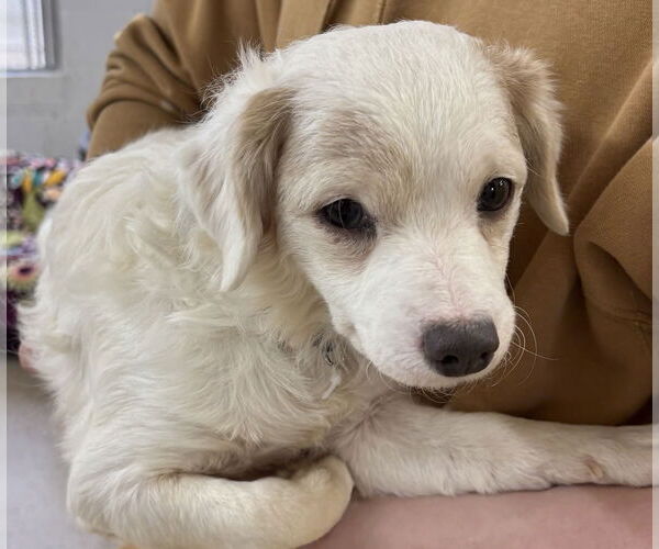 Medium Photo #2 Chion Puppy For Sale in York, SC, USA