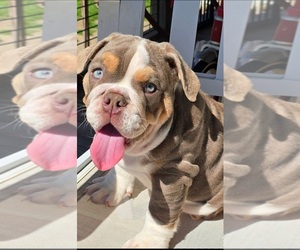 Bulldog Puppy for sale in RUFFIN, SC, USA