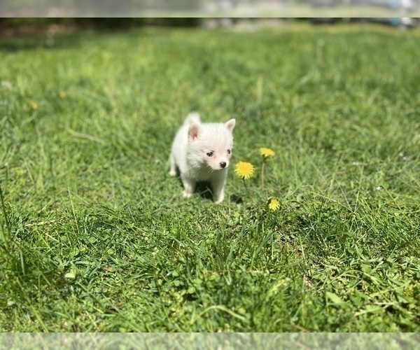 Medium Photo #19 Pomsky Puppy For Sale in DRACUT, MA, USA