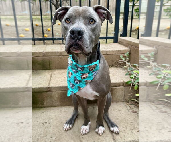 Medium Photo #2 American Pit Bull Terrier-Unknown Mix Puppy For Sale in Redlands, CA, USA