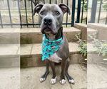Small #1 American Pit Bull Terrier Mix