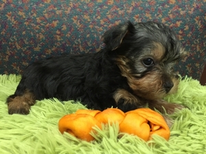 Silky Terrier Puppy for sale in bellevue, WA, USA