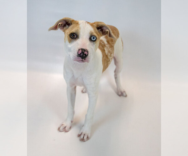 Medium Photo #4 Mutt Puppy For Sale in Kennesaw, GA, USA