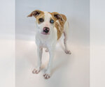 Small #3 Mutt