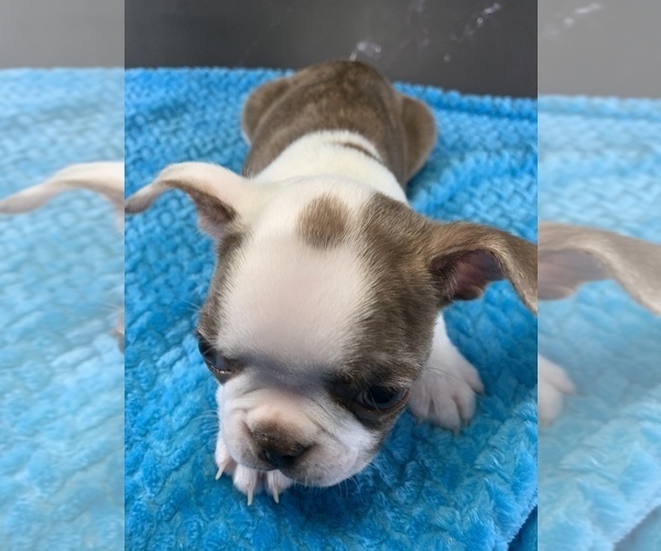 Medium Photo #9 Boston Terrier Puppy For Sale in TULARE, CA, USA