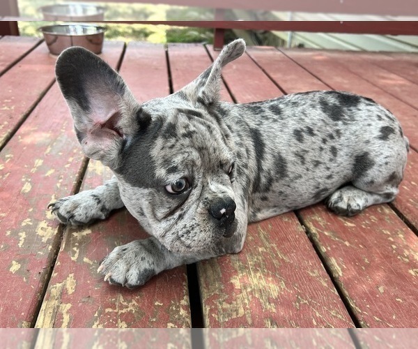 Medium Photo #3 French Bulldog Puppy For Sale in LA VERGNE, TN, USA