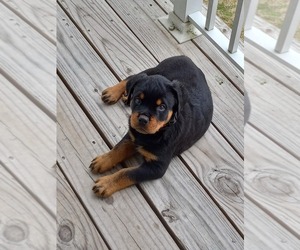 Rottweiler Puppy for sale in LEXINGTON, SC, USA