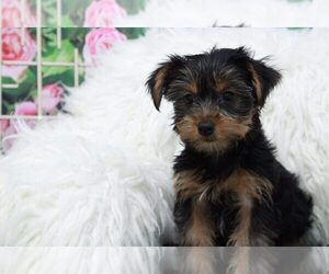 Yorkshire Terrier Puppy for sale in MARIETTA, GA, USA